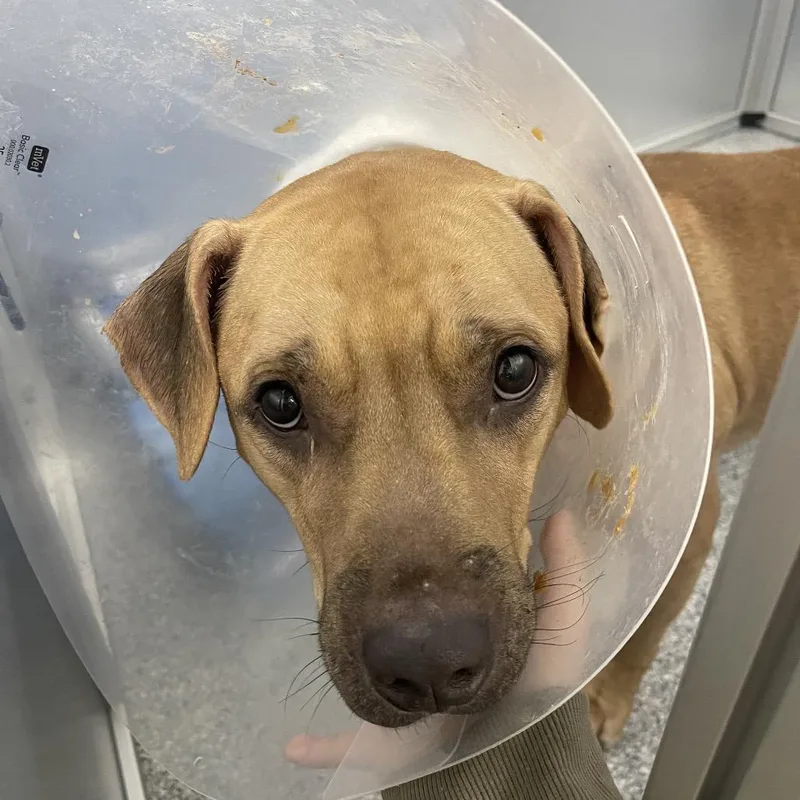 An adult large-sized male Brown / Chocolate Mixed Breed dog named Tamale for adoption in Mentor, OH