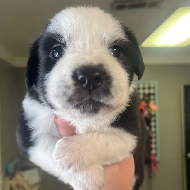 A baby small-sized female Black Mixed Breed dog named Crysta for adoption in Valley, AL