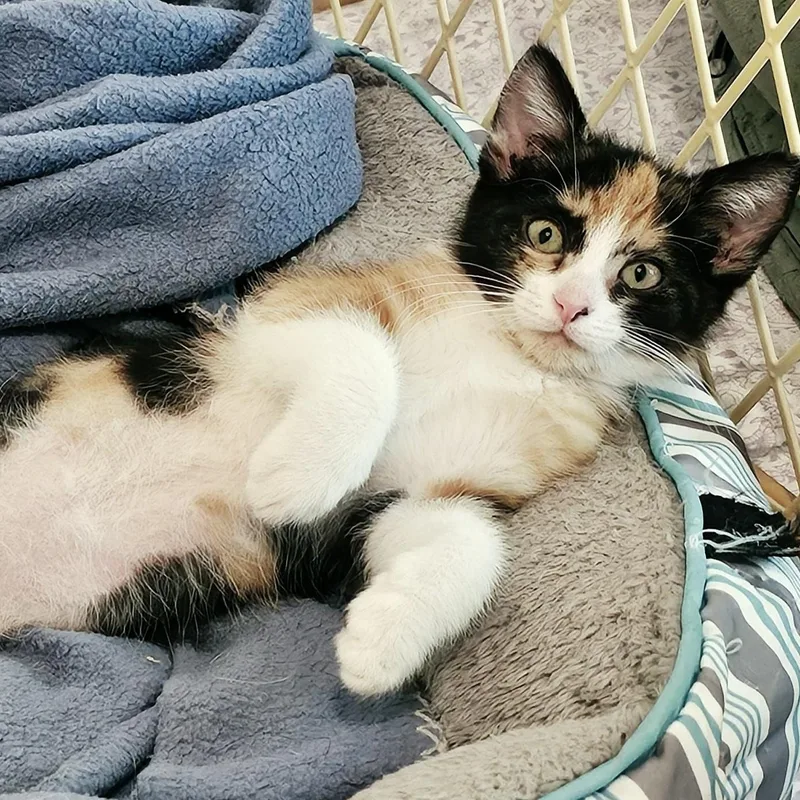 Rosie Super Cute
