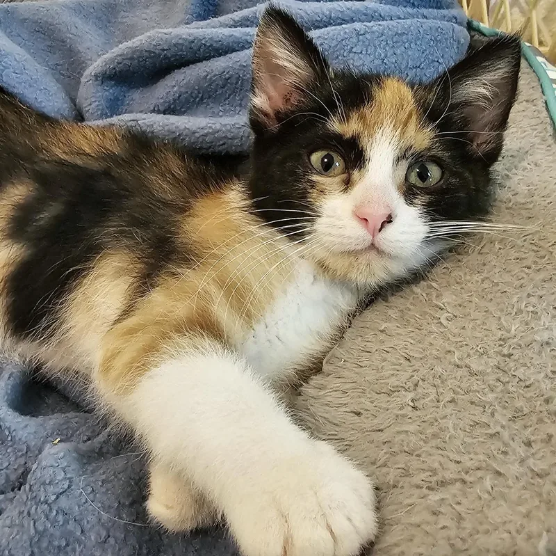 Rosie  Super Cute thumbnail 2
