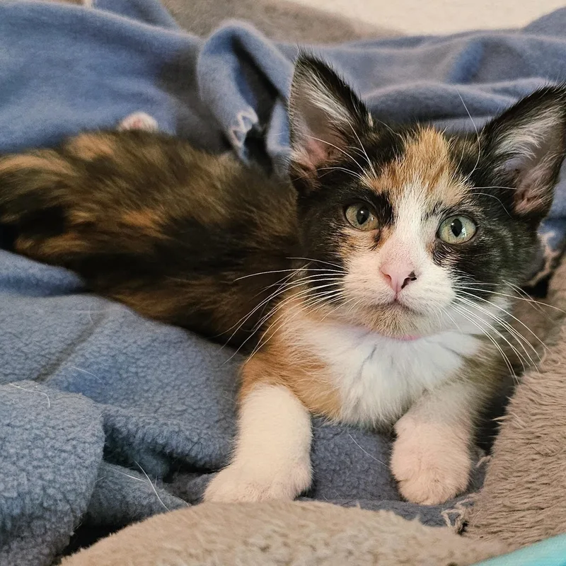 Rosie  Super Cute thumbnail 3