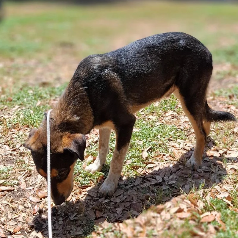 A young medium-sized male Shepherd dog named Bacon for adoption in Corpus Christi, TX