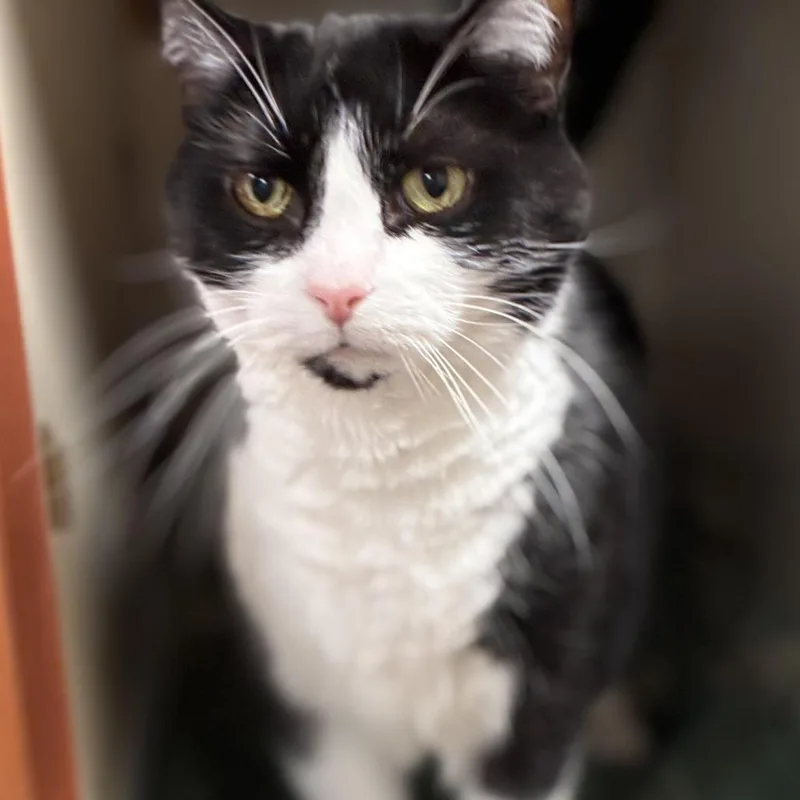 A senior large-sized male Black Domestic Short Hair cat named Oscar for adoption in South Elgin, IL