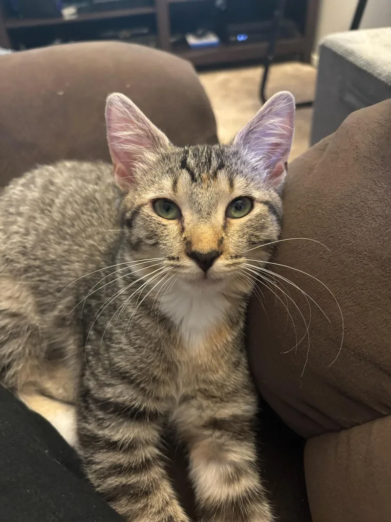 Nala