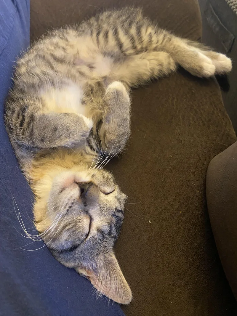 Nala thumbnail 2