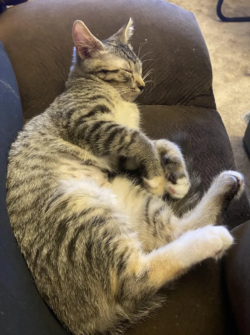 Nala thumbnail 5