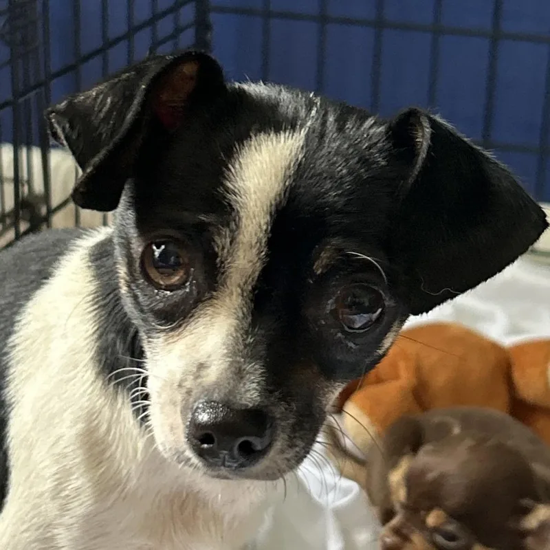 A young small-sized female White / Cream Mixed Breed dog named Honda Mae for adoption in Leander, TX