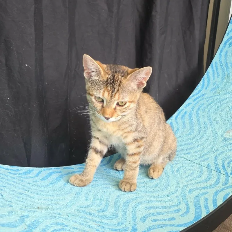 A baby small-sized female Torbie Domestic Short Hair cat named Xena for adoption in Rochester, NY