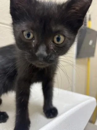 A baby small-sized female Domestic Short Hair cat named Nova for adoption in Westland, MI