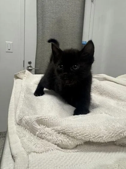 A baby small-sized male Black Domestic Short Hair cat named Macchiato for adoption in Kansas City, MO