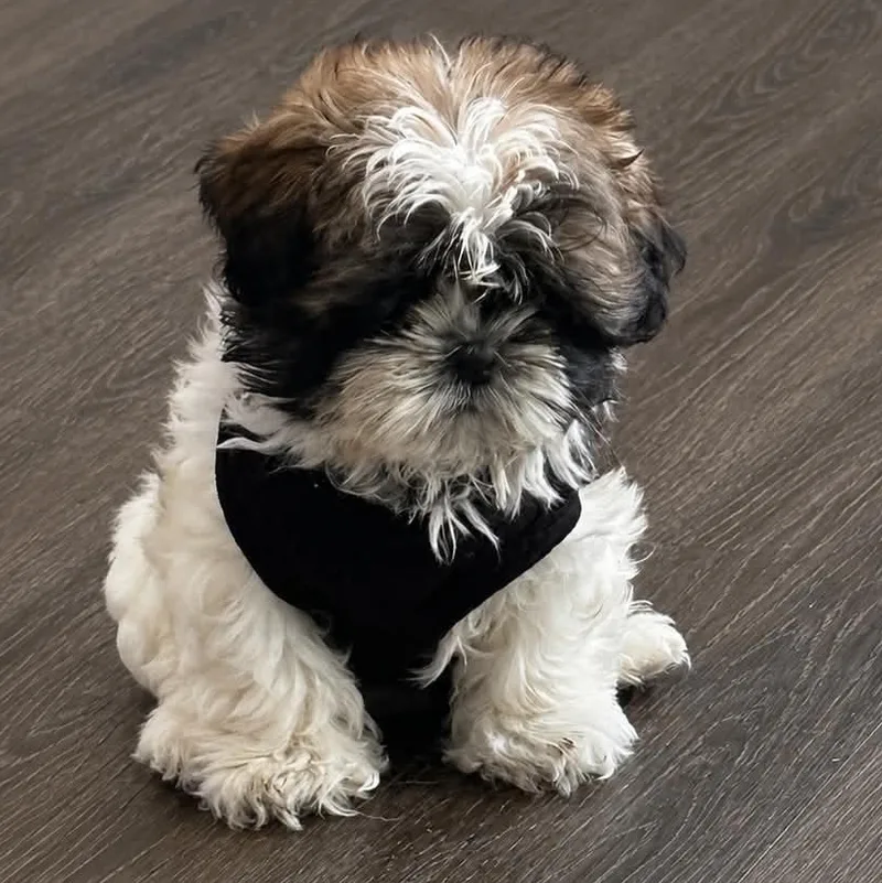 A baby small-sized female Black Shih Tzu dog named Wren for adoption in Brockport, NY