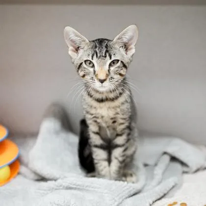 A baby small-sized male Brown / Chocolate Domestic Short Hair cat named Horton for adoption in Atlanta, GA