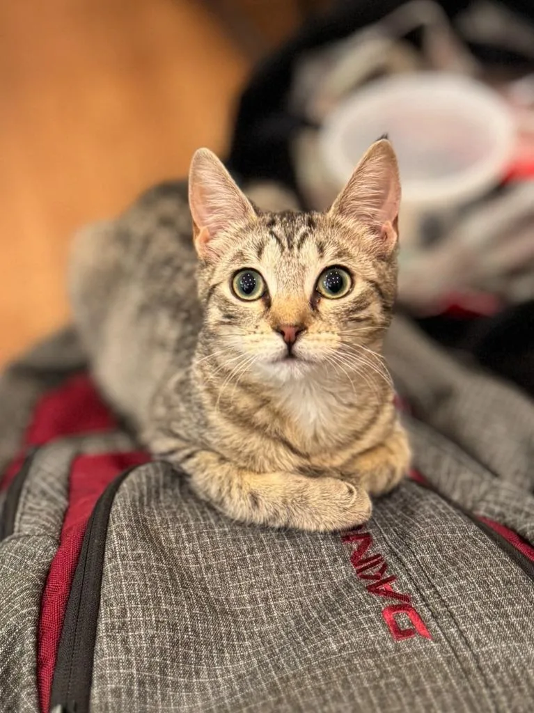 A baby medium-sized female Domestic Short Hair cat named Cannoli for adoption in Brooklyn, NY