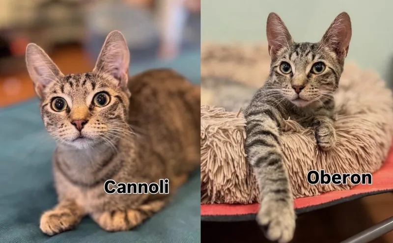 Cannoli thumbnail 2