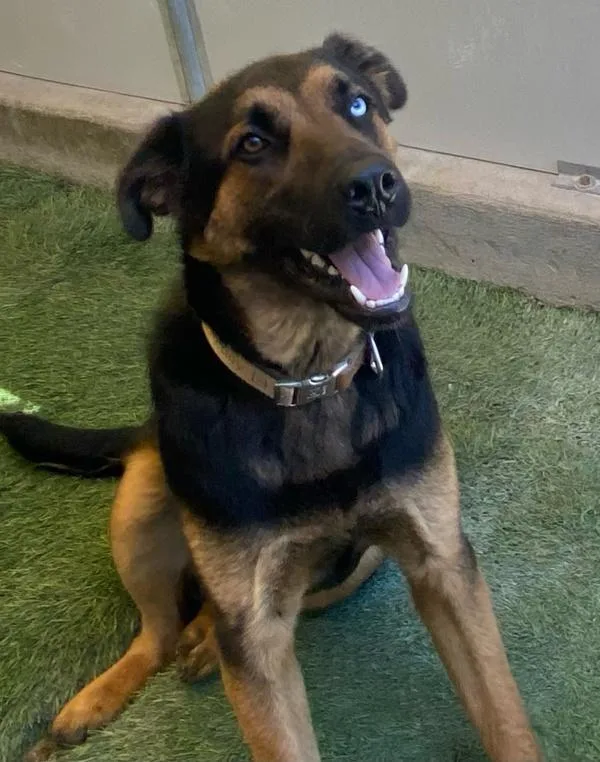 An adult medium-sized male Rottweiler dog named Koda for adoption in Novato, CA