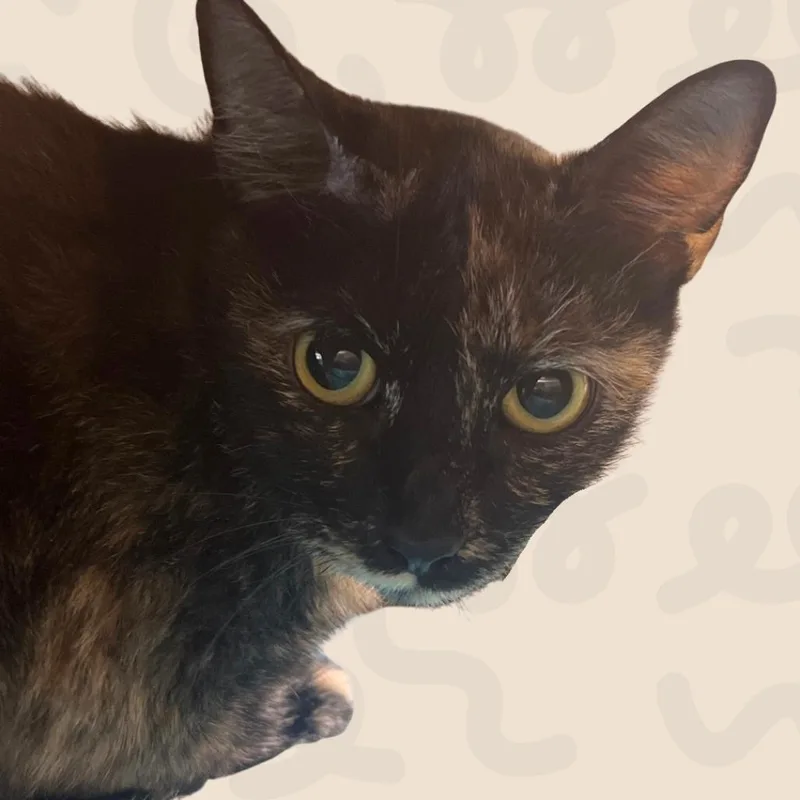 A young medium-sized female Black Domestic Short Hair cat named Echo for adoption in Reno, NV