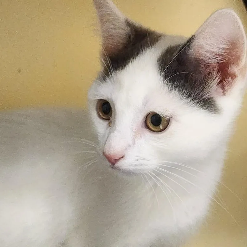 A baby small-sized male White Domestic Short Hair cat named Bobby for adoption in Shinnston, WV