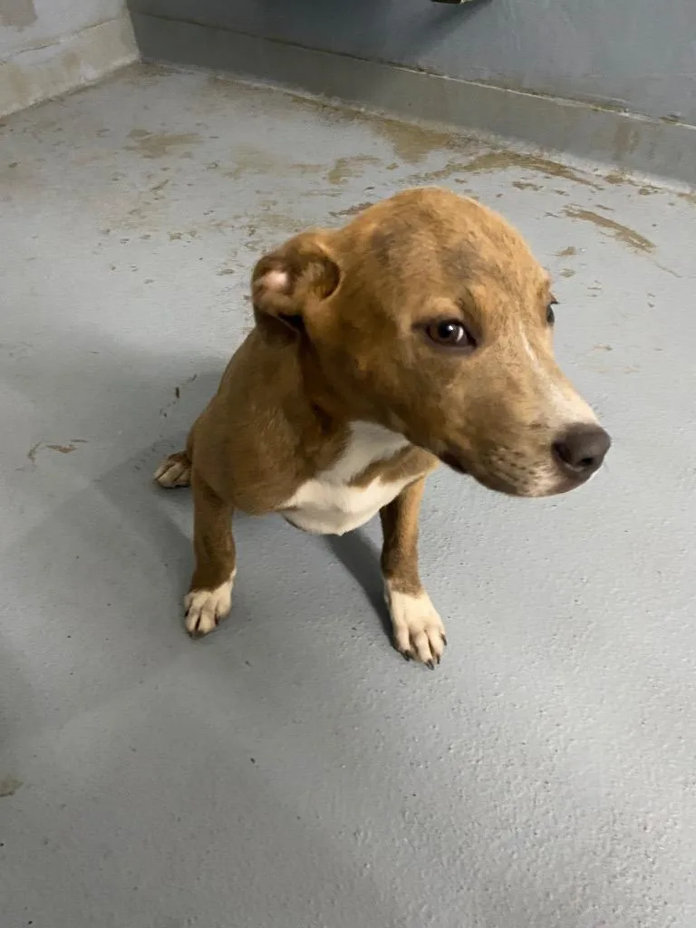 A baby medium-sized female Mixed Breed dog named Maple for adoption in Cartersville , GA