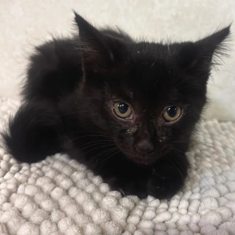 A baby small-sized male Black Domestic Short Hair cat named Beanie Baby for adoption in Belleville, IL