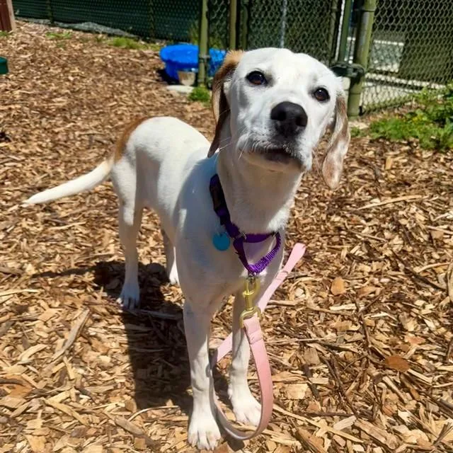 A young small-sized female Labrador Retriever dog named Marshmallow for adoption in Leesburg, VA