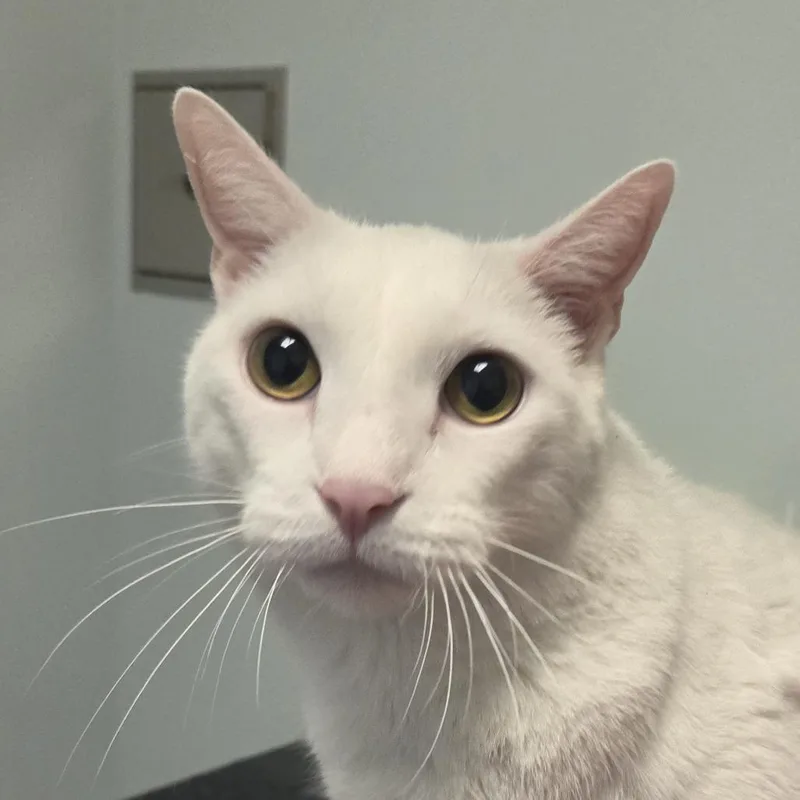 An adult large-sized male Domestic Short Hair cat named Blaney for adoption in Leander, TX