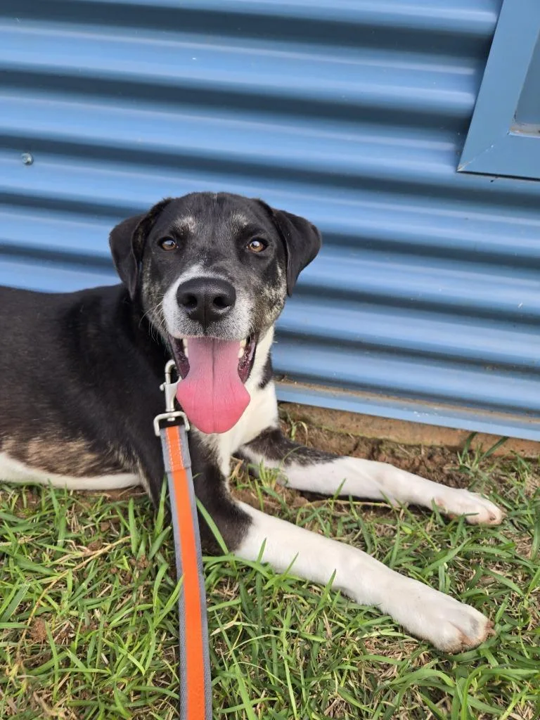 Pippy Longstockings thumbnail 2