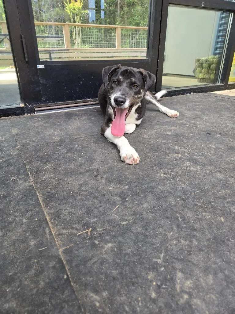 Pippy Longstockings thumbnail 3