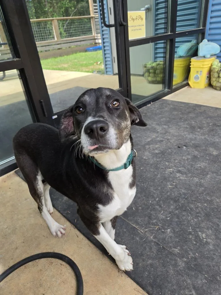 Pippy Longstockings thumbnail 4