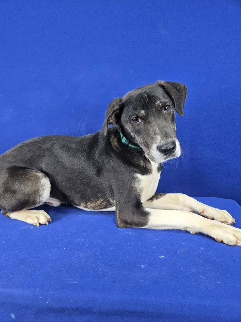 Pippy Longstockings thumbnail 5