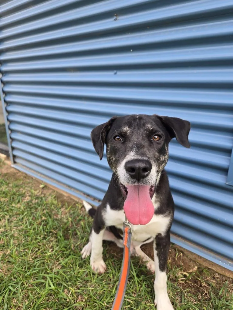 Pippy Longstockings thumbnail 6