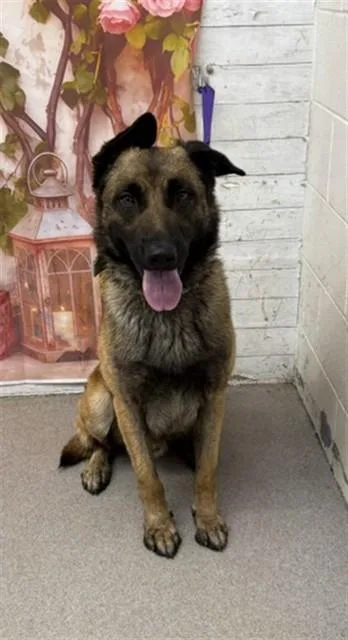 An adult large-sized male German Shepherd Dog dog named Owen for adoption in San Bernardino, CA