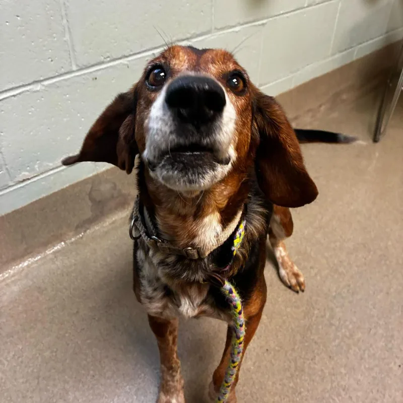 An adult medium-sized male Yellow / Tan / Blond / Fawn Mixed Breed dog named Jasper for adoption in Fredericksburg, VA