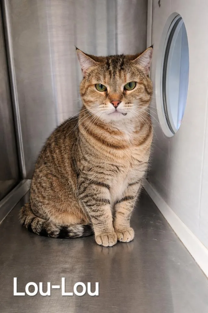 An adult large-sized female Domestic Short Hair cat named Loulou for adoption in Sidney, OH