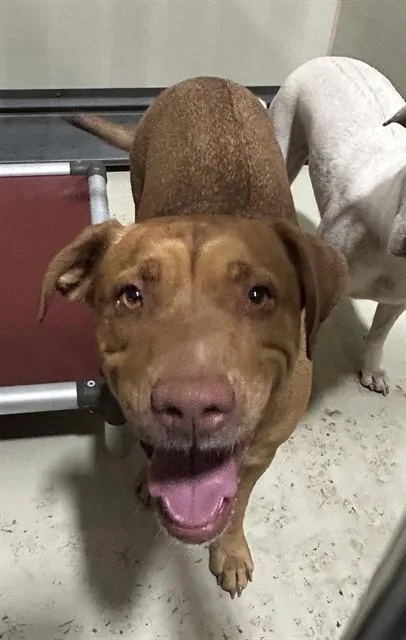 A young large-sized female Pit Bull Terrier dog named Booboo for adoption in Bakersfield, CA