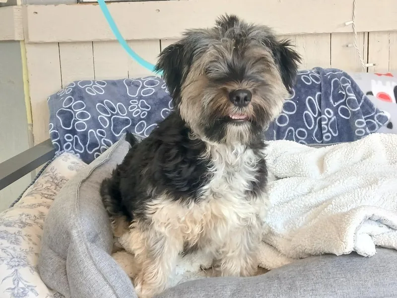 A young small-sized female Maltese dog named Muppet for adoption in Fort Worth, TX
