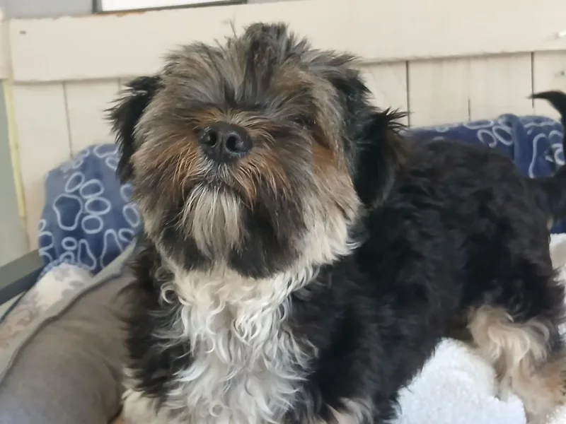 Muppet thumbnail 3