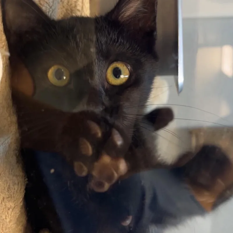 Screech thumbnail 3
