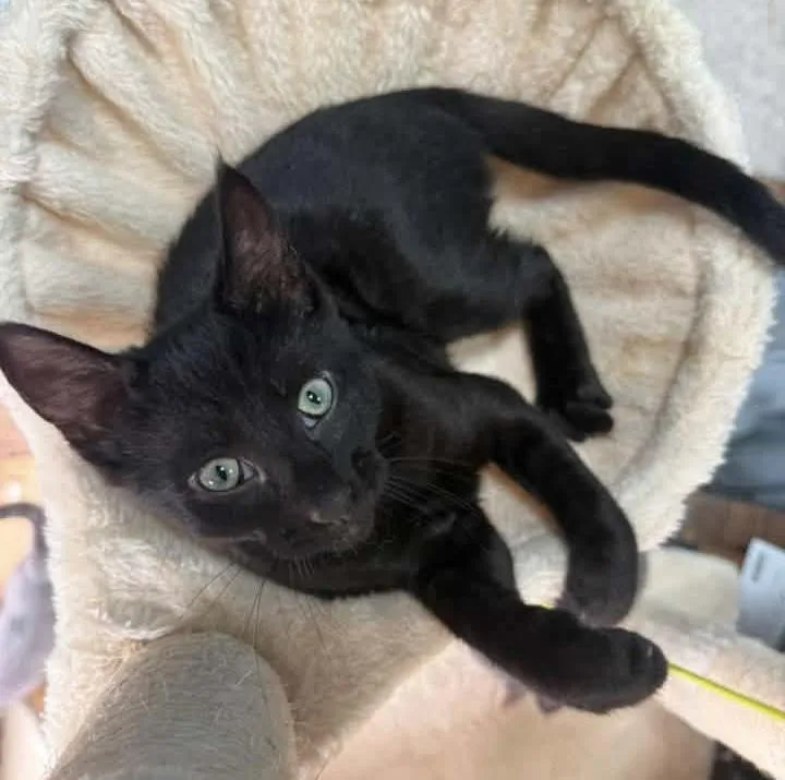 A baby medium-sized male Black Domestic Short Hair cat named Zephyr for adoption in Breinigsville, PA