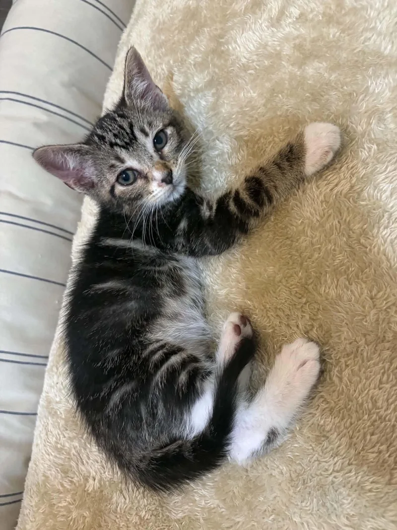 A baby small-sized male Tabby cat named Nick C Grace for adoption in Saunderstown, RI