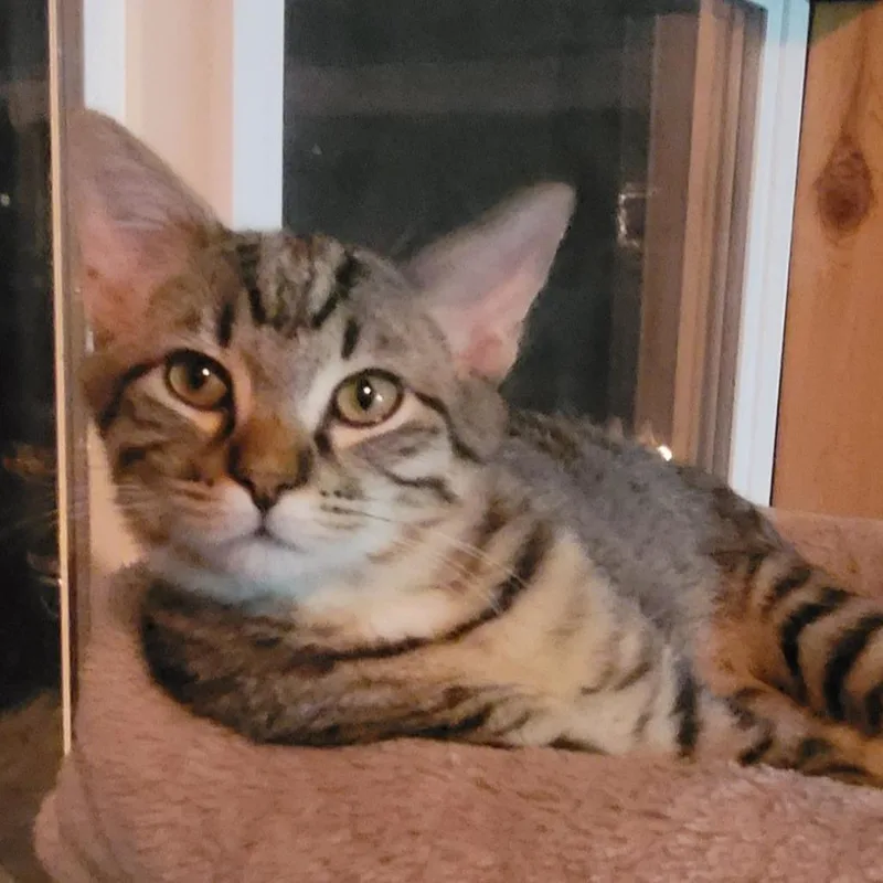 A young medium-sized male Brown / Chocolate Domestic Short Hair cat named Carson for adoption in Tipton, IN