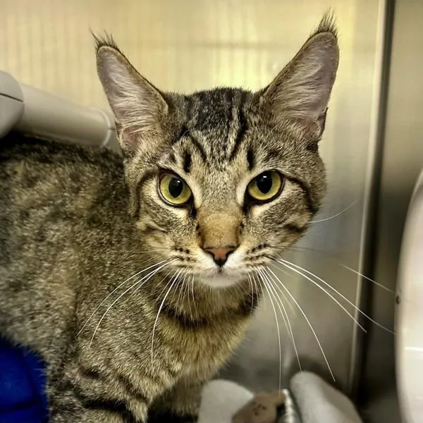 An adult large-sized male Domestic Short Hair cat named Tonks for adoption in Walnut Creek, CA