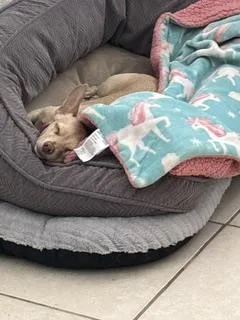 A senior small-sized female Chihuahua dog named Lacy for adoption in Las Vegas, NV