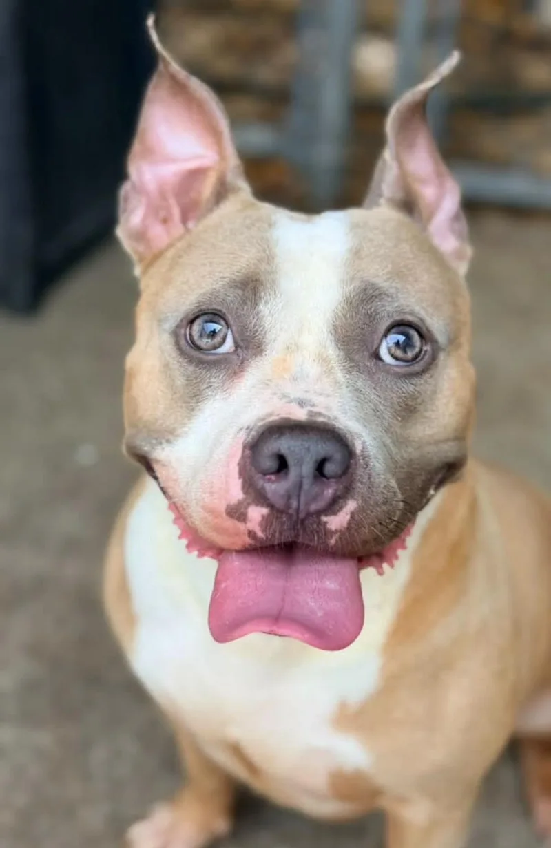 An adult medium-sized female Yellow / Tan / Blond / Fawn Pit Bull Terrier dog named Waikiki for adoption in Chicago, IL