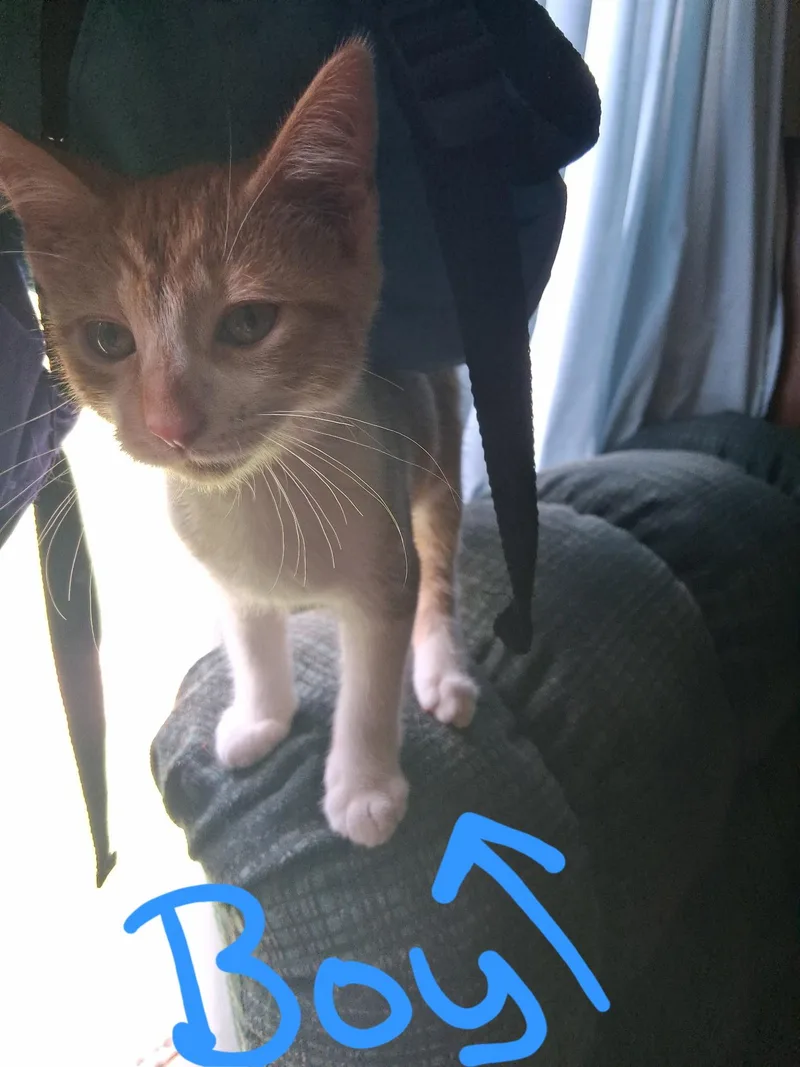 A baby small-sized male Orange & White Tabby cat named Mango for adoption in Marlette, MI