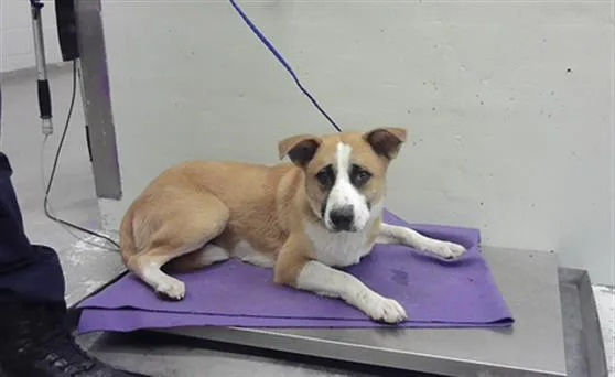 A young large-sized male Labrador Retriever dog named Mariano for adoption in Houston, TX
