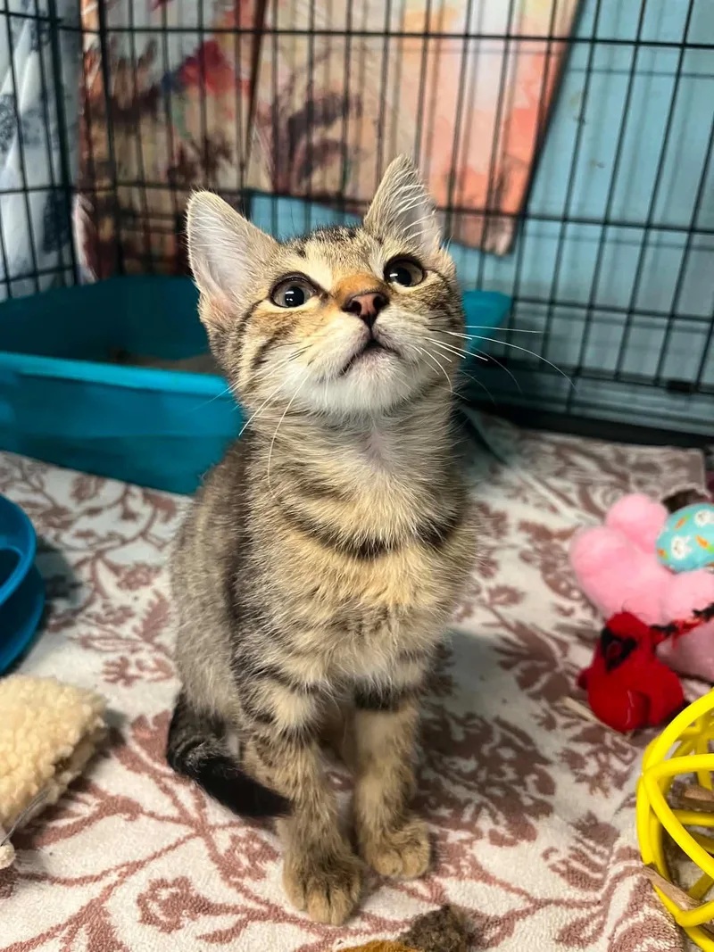 A baby medium-sized male Domestic Short Hair cat named Fanta for adoption in Warren, OH