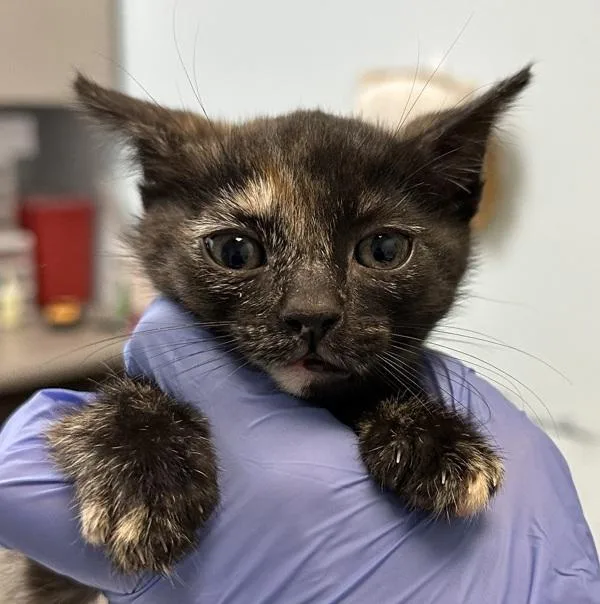 A baby small-sized female Domestic Short Hair cat named Leila for adoption in El Cajon, CA