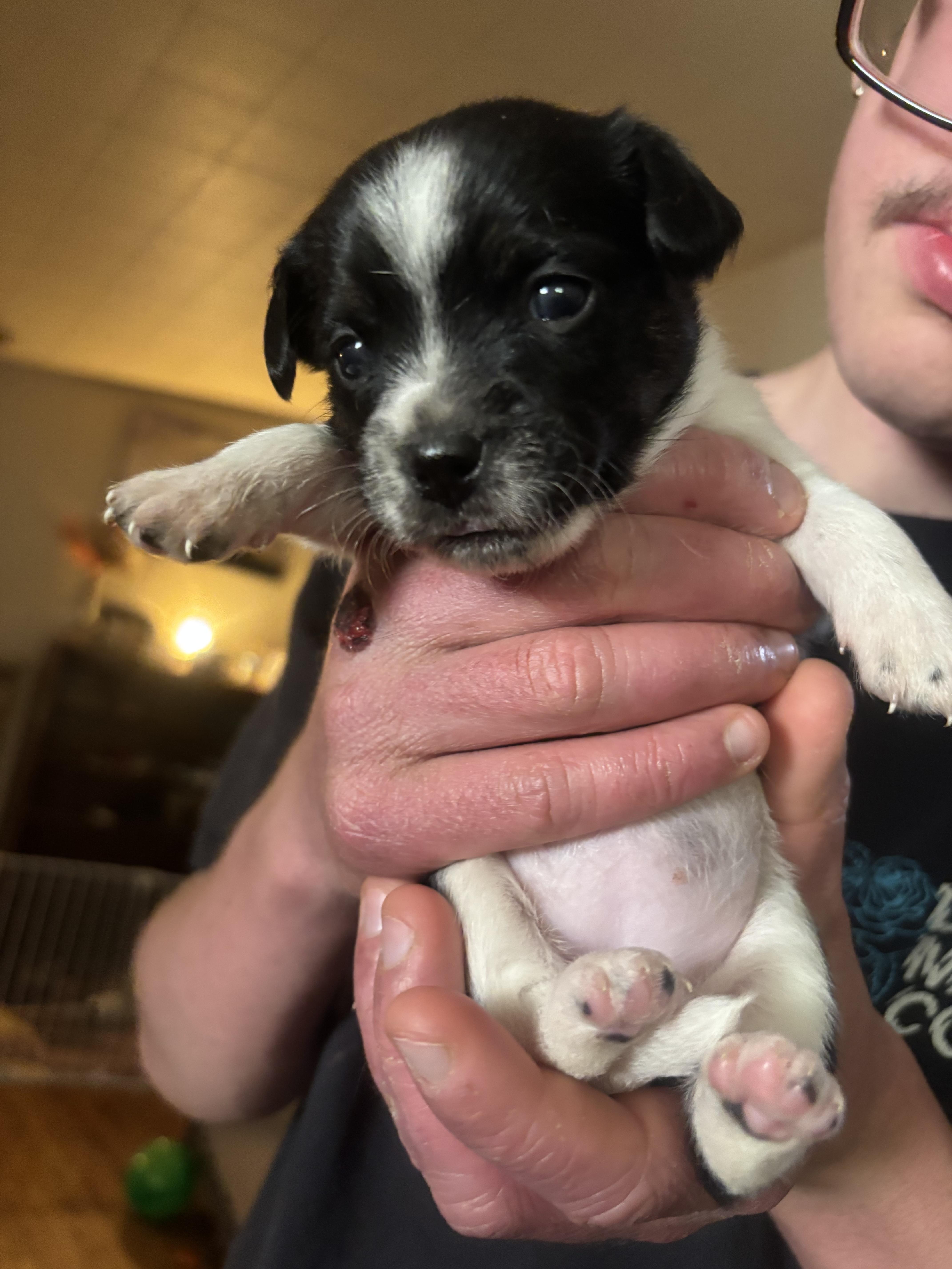 A baby small-sized female Chihuahua dog named Bubbles for adoption in Discovery Bay, CA