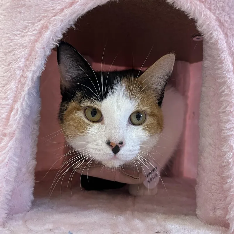 Pumpkin Spice thumbnail 2