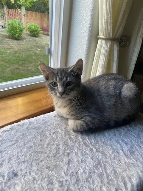 A baby small-sized male Domestic Short Hair cat named Greyhawk for adoption in Bellingham, WA